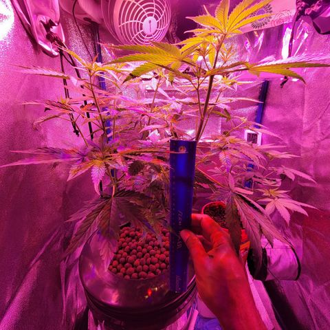 RoMelly growlog timeline photo