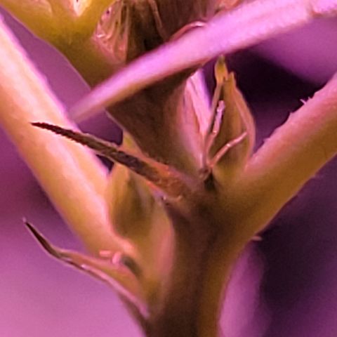 RoMelly growlog timeline photo