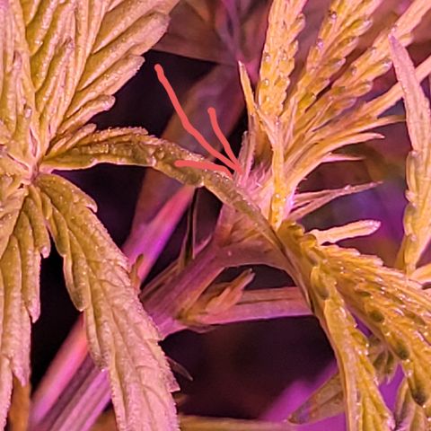 RoMelly growlog timeline photo