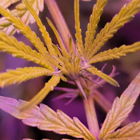 RoMelly growlog timeline photo