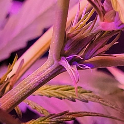 RoMelly growlog timeline photo