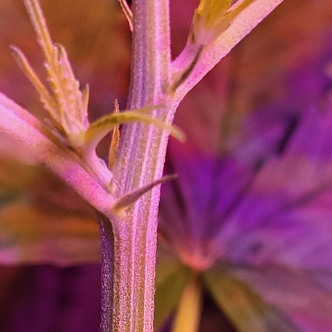 RoMelly growlog timeline photo