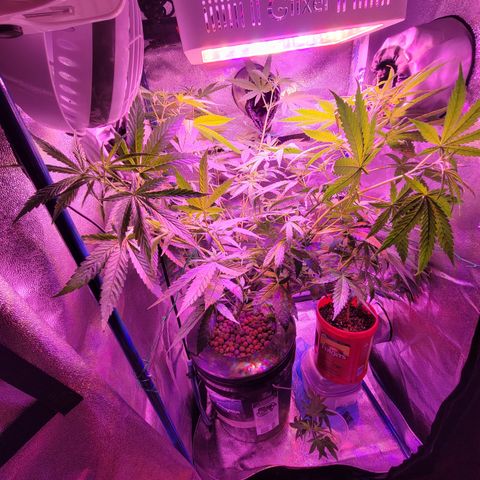 RoMelly growlog timeline photo