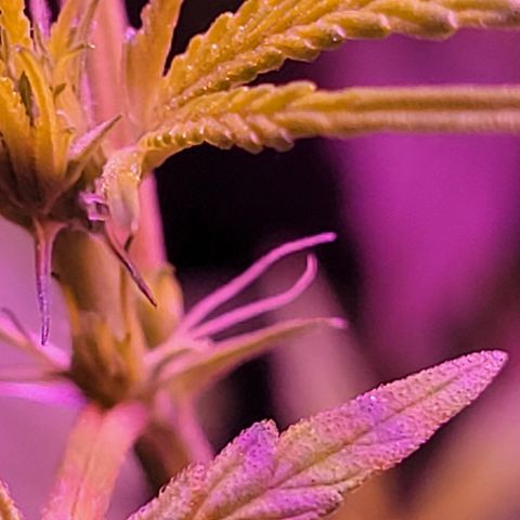 RoMelly growlog timeline photo