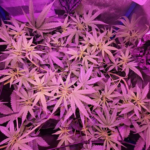 RoMelly growlog timeline photo