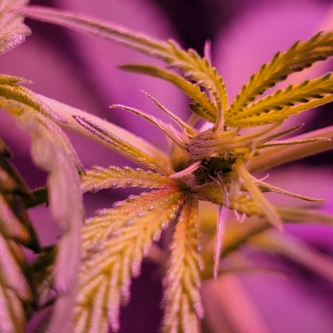 RoMelly growlog timeline photo