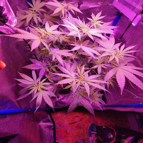 RoMelly growlog timeline photo