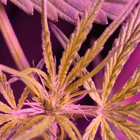 RoMelly growlog timeline photo