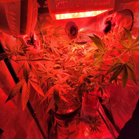 RoMelly growlog timeline photo