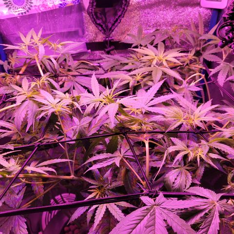 RoMelly growlog timeline photo