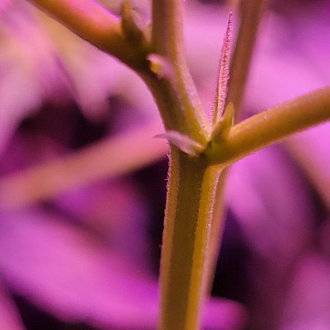 RoMelly growlog timeline photo