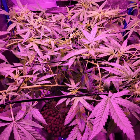 RoMelly growlog timeline photo