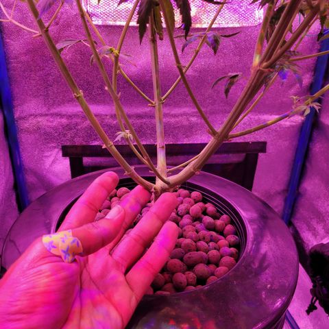 RoMelly growlog timeline photo