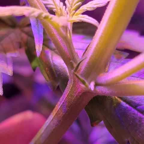 RoMelly growlog timeline photo