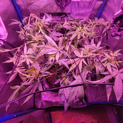 RoMelly growlog timeline photo