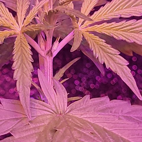 RoMelly growlog timeline photo