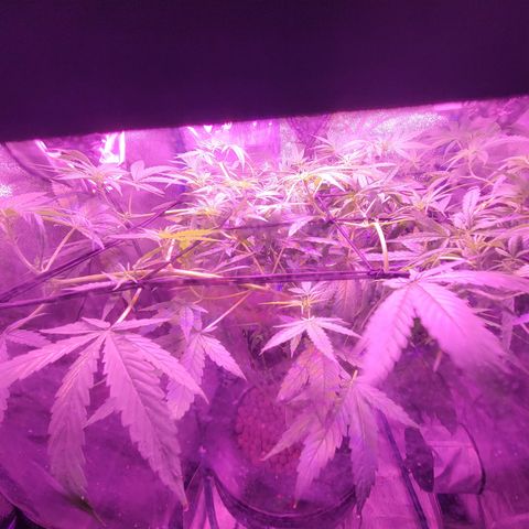 RoMelly growlog timeline photo