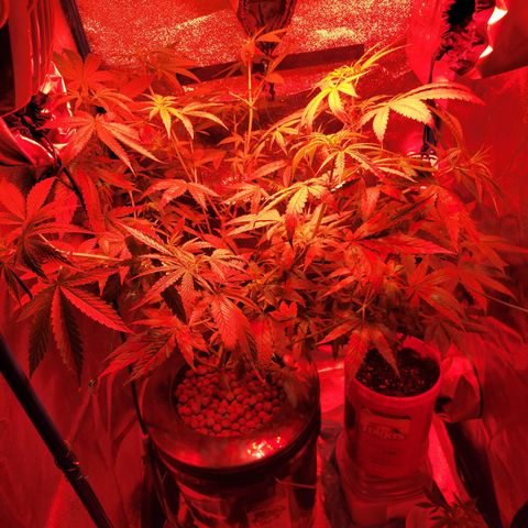 RoMelly growlog timeline photo