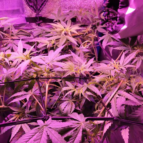RoMelly growlog timeline photo
