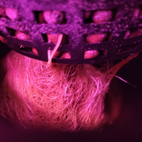 RoMelly growlog timeline photo