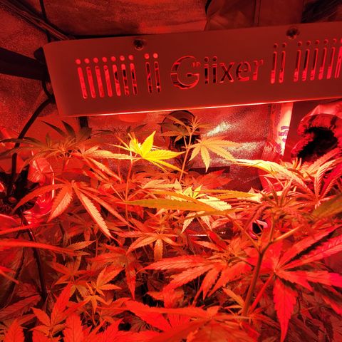 RoMelly growlog timeline photo
