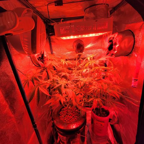 RoMelly growlog timeline photo