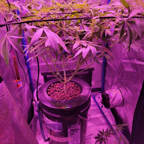 RoMelly growlog timeline photo