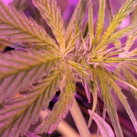 RoMelly growlog timeline photo