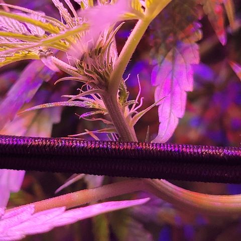 RoMelly growlog timeline photo
