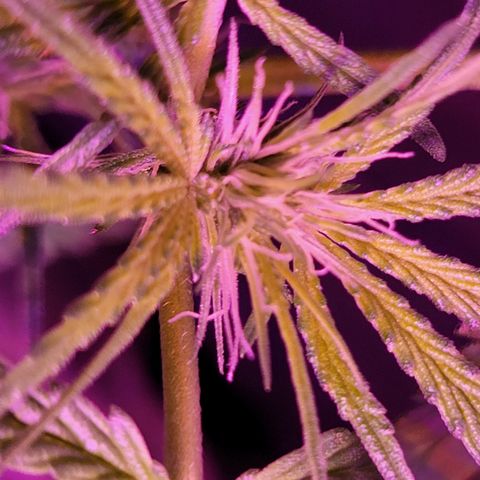 RoMelly growlog timeline photo