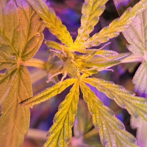 RoMelly growlog timeline photo
