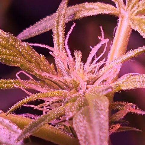 RoMelly growlog timeline photo