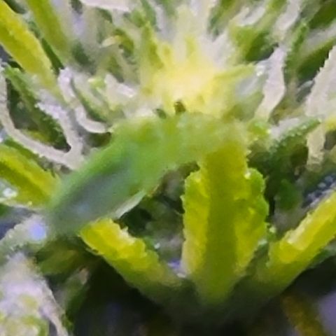 RoMelly growlog timeline photo