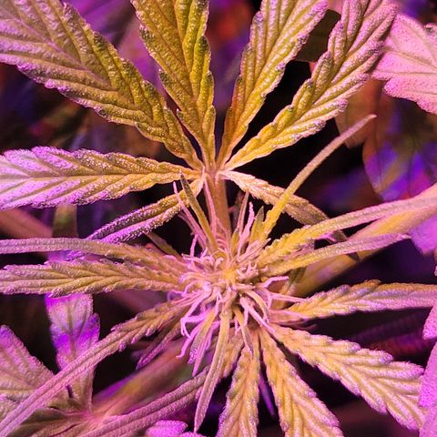 RoMelly growlog timeline photo