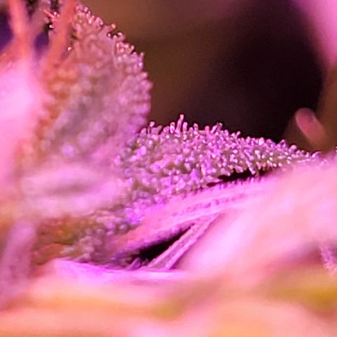 RoMelly growlog timeline photo