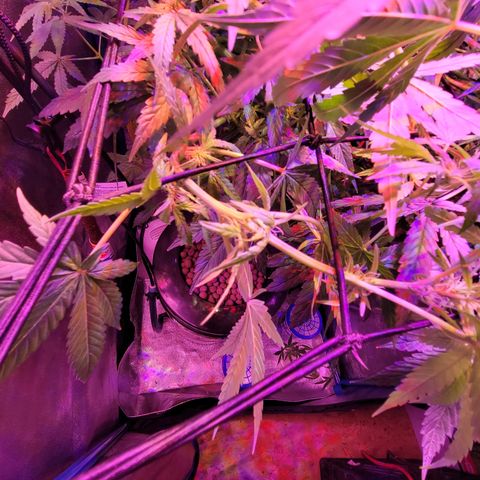 RoMelly growlog timeline photo