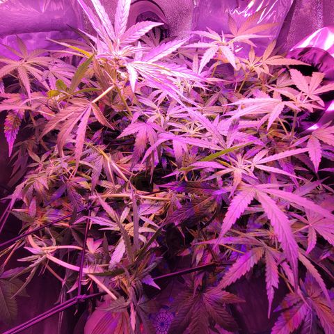 RoMelly growlog timeline photo