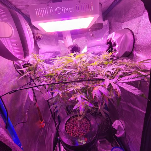 RoMelly growlog timeline photo
