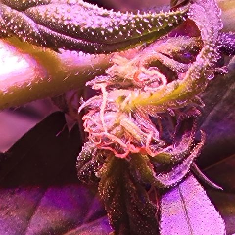 RoMelly growlog timeline photo