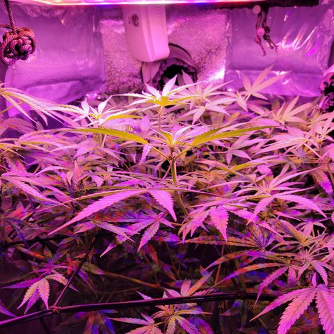 RoMelly growlog timeline photo