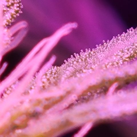 RoMelly growlog timeline photo