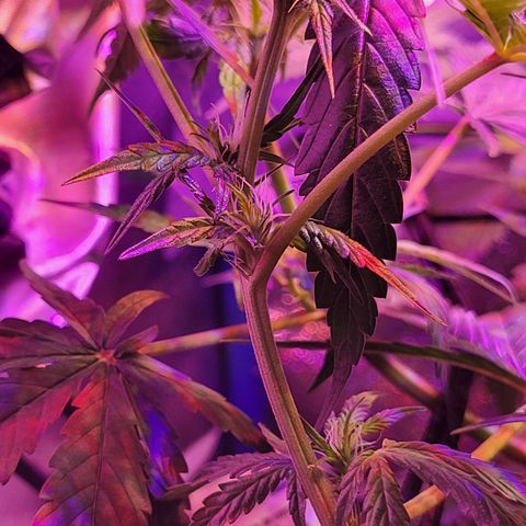 RoMelly growlog timeline photo