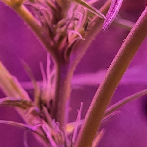 RoMelly growlog timeline photo
