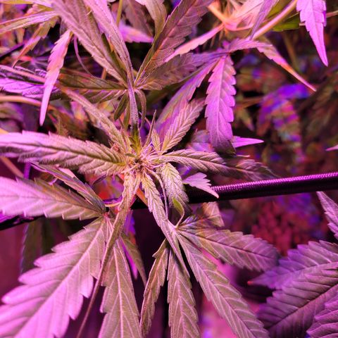 RoMelly growlog timeline photo