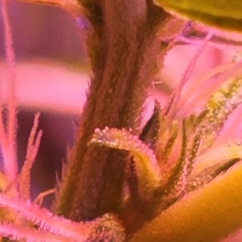 RoMelly growlog timeline photo