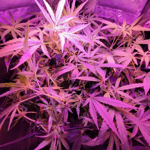 RoMelly growlog timeline photo