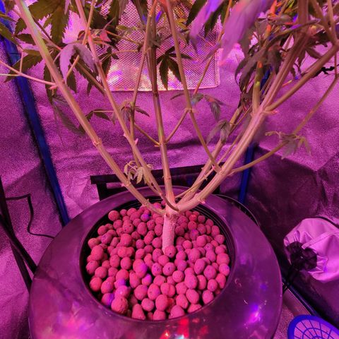 RoMelly growlog timeline photo