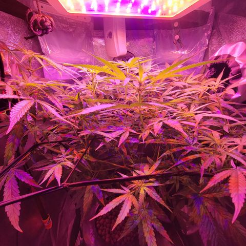 RoMelly growlog timeline photo
