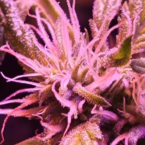RoMelly growlog timeline photo