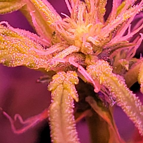 RoMelly growlog timeline photo